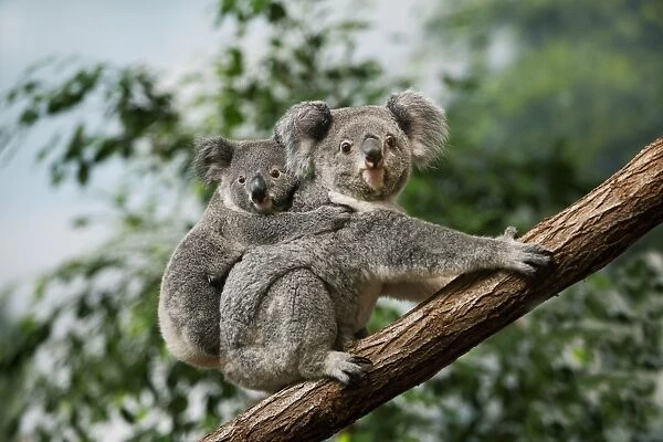 Koala (Phascolarctos cinereus) adult female with young on back, sitting on branch (captive)