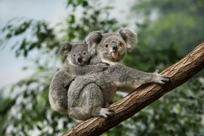 Framed Print : Koala (Phascolarctos cinereus) adult female with young on back, sitting on branch (captive) Framed Print : Koala (Phascolarctos cinereus) adult female with young on back, sitting on branch (captive)