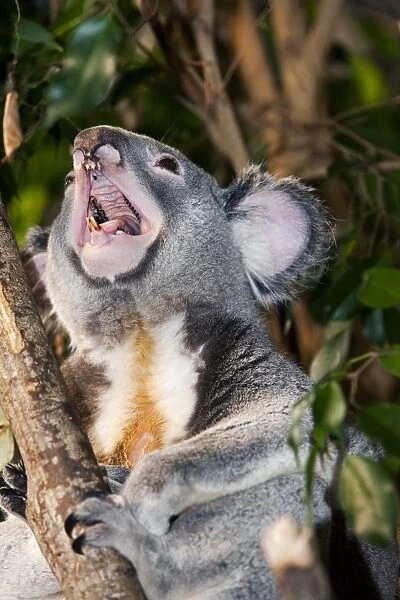 Koala (Phascolarctos cinereus) adult male, yawning, Australia