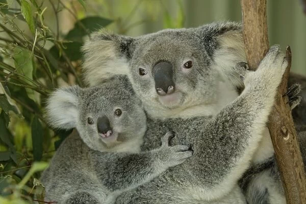 Koala Phascolarctos cinereus Phascolarctos cinereus young riding on back