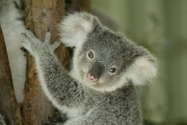 Koala Phascolarctos cinereus Phascolarctos cinereus baby portrait
