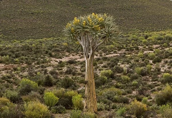 Kokerboom (Aloe dichotoma) habit, flowering in desert habitat, Namaqua N. P. Namaqualand, South Africa, August