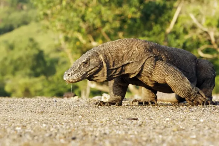 Framed Print : Komodo Dragon (Varanus komodensis) adult, walking, drooling saliva, Komodo N. P. Komodo Island, Lesser Sunda Islands, Indonesia, march Framed Print : Komodo Dragon (Varanus komodensis) adult, walking, drooling saliva, Komodo N. P. Komodo Island, Lesser Sunda Islands, Indonesia, march