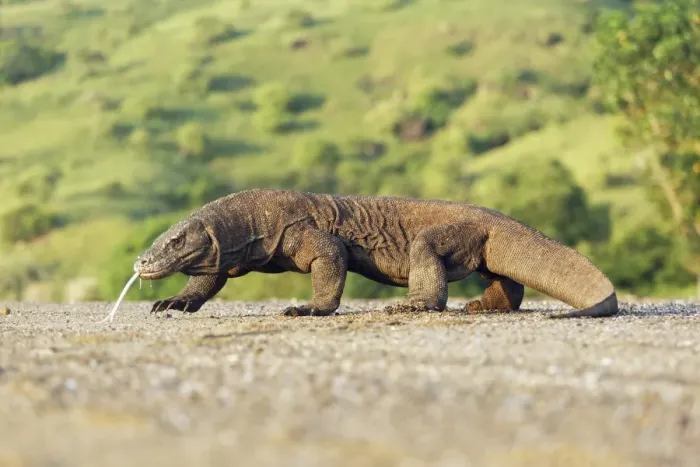 Framed Print : Komodo Dragon (Varanus komodensis) adult, walking, flicking forked tongue and drooling saliva, Komodo N. P Framed Print : Komodo Dragon (Varanus komodensis) adult, walking, flicking forked tongue and drooling saliva, Komodo N. P