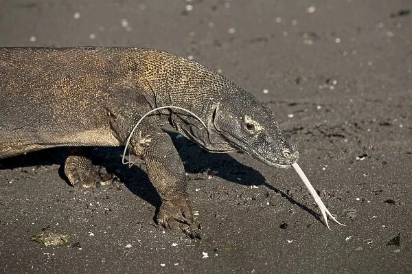 Komodo Dragon (Varanus komodoensis) adult, flicking forked tongue, with plastic attached to leg, walking on beach