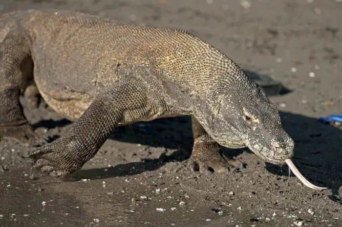 Framed Print : Komodo Dragon (Varanus komodoensis) adult, flicking forked tongue, walking on beach, Komodo N. P Framed Print : Komodo Dragon (Varanus komodoensis) adult, flicking forked tongue, walking on beach, Komodo N. P