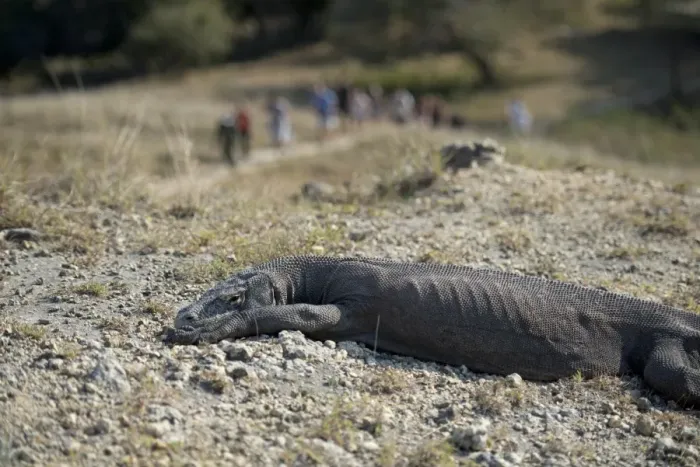 Framed Print : Komodo Dragon (Varanus komodoensis) adult, resting on rocky ground, with tourists on path in background, Rinca Island Framed Print : Komodo Dragon (Varanus komodoensis) adult, resting on rocky ground, with tourists on path in background, Rinca Island