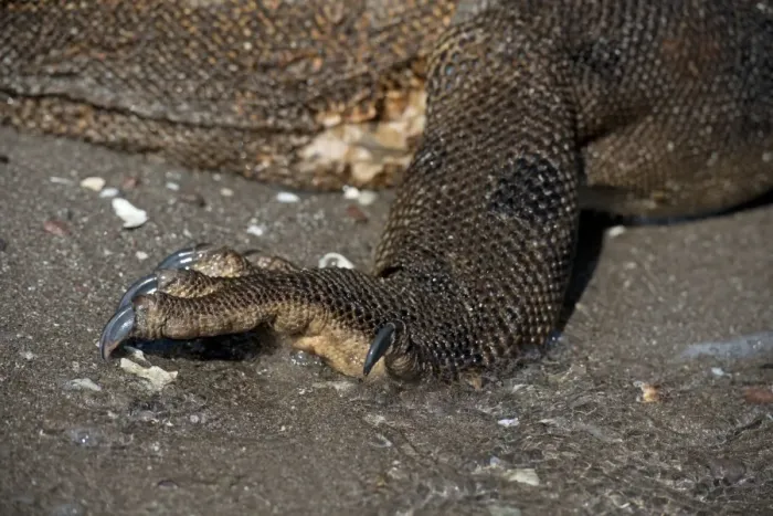 Framed Print : Komodo Dragon (Varanus komodoensis) adult, close-up of hind foot, on beach, Horseshoe Bay, Rinca Island, Komodo N. P Framed Print : Komodo Dragon (Varanus komodoensis) adult, close-up of hind foot, on beach, Horseshoe Bay, Rinca Island, Komodo N. P