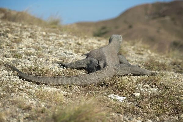 Komodo Dragon (Varanus komodoensis) adult, rear view, resting on rocky ground, Rinca Island, Komodo N. P