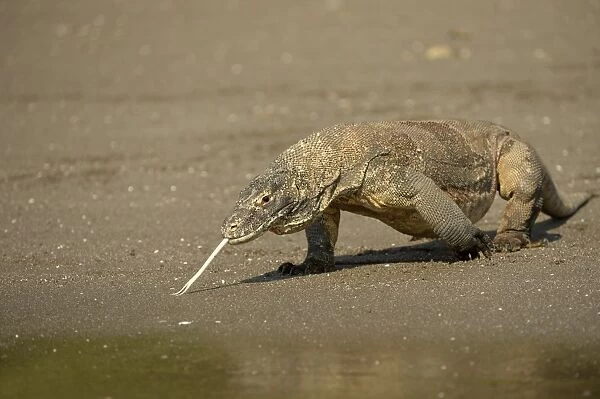 Komodo Dragon (Varanus komodoensis) adult, flicking forked tongue, walking on beach at edge of water, Rinca Island