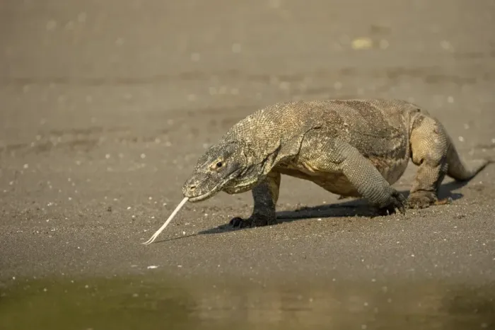 Framed Print : Komodo Dragon (Varanus komodoensis) adult, flicking forked tongue, walking on beach at edge of water, Rinca Island Framed Print : Komodo Dragon (Varanus komodoensis) adult, flicking forked tongue, walking on beach at edge of water, Rinca Island