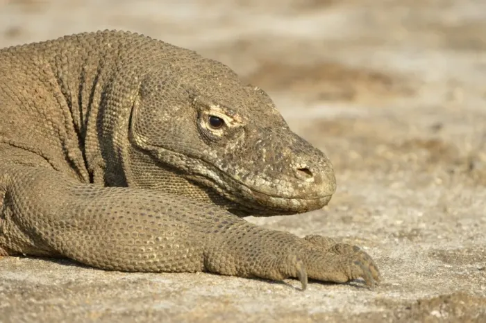Framed Print : Komodo Dragon (Varanus komodoensis) adult, close-up of head and front leg, resting, Rinca Island, Komodo N. P Framed Print : Komodo Dragon (Varanus komodoensis) adult, close-up of head and front leg, resting, Rinca Island, Komodo N. P