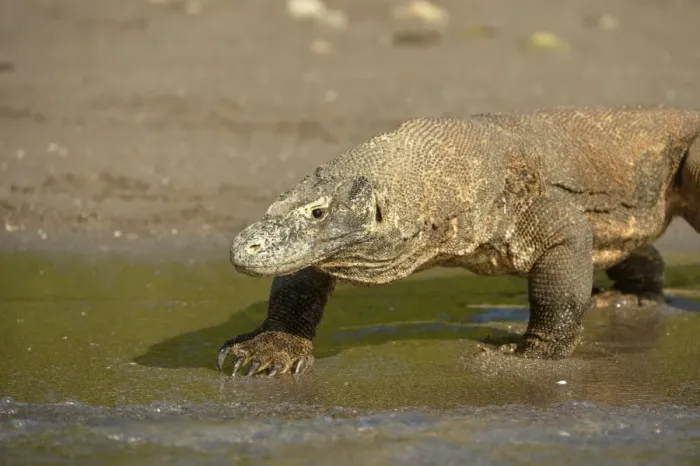Framed Print : Komodo Dragon (Varanus komodoensis) adult, walking on beach at edge of water, Rinca Island, Komodo N. P