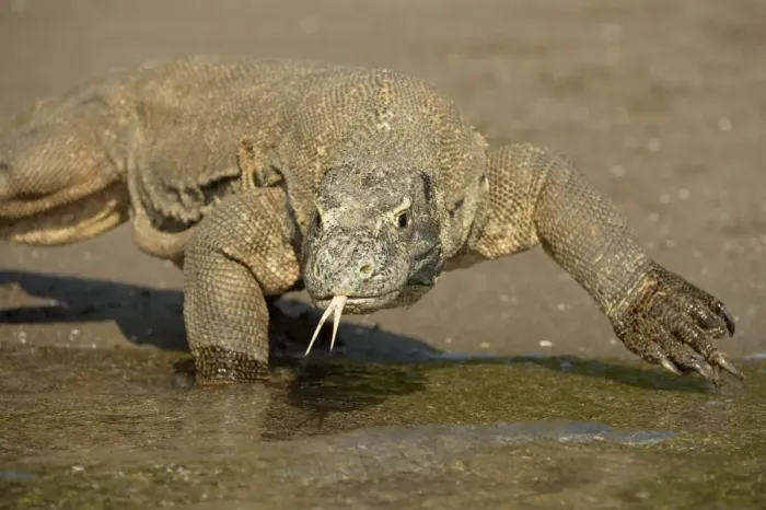 Framed Print : Komodo Dragon (Varanus komodoensis) adult, flicking forked tongue, walking on beach at edge of water, Rinca Island Framed Print : Komodo Dragon (Varanus komodoensis) adult, flicking forked tongue, walking on beach at edge of water, Rinca Island