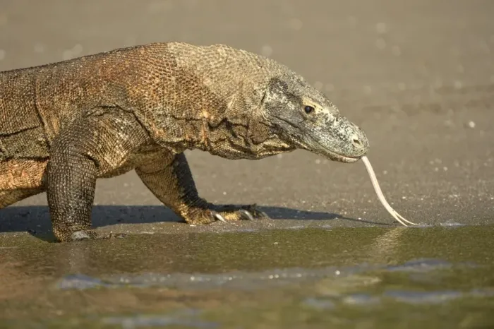 Framed Print : Komodo Dragon (Varanus komodoensis) adult, flicking forked tongue, walking on beach at edge of water, Rinca Island Framed Print : Komodo Dragon (Varanus komodoensis) adult, flicking forked tongue, walking on beach at edge of water, Rinca Island