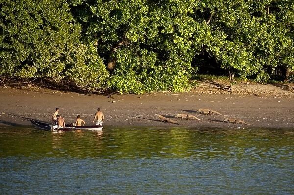 Komodo Dragon (Varanus komodoensis) four adults, walking on beach habitat, approaching men in kayaks, Komodo N. P