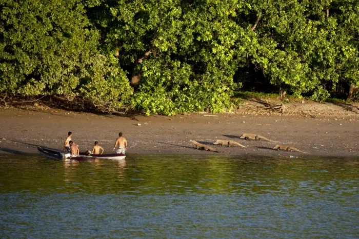Framed Print : Komodo Dragon (Varanus komodoensis) four adults, walking on beach habitat, approaching men in kayaks, Komodo N. P Framed Print : Komodo Dragon (Varanus komodoensis) four adults, walking on beach habitat, approaching men in kayaks, Komodo N. P