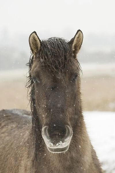 Konik Horse, adult, close-up of head, in snow, Ham Fen Nature Reserve, Kent, England, winter