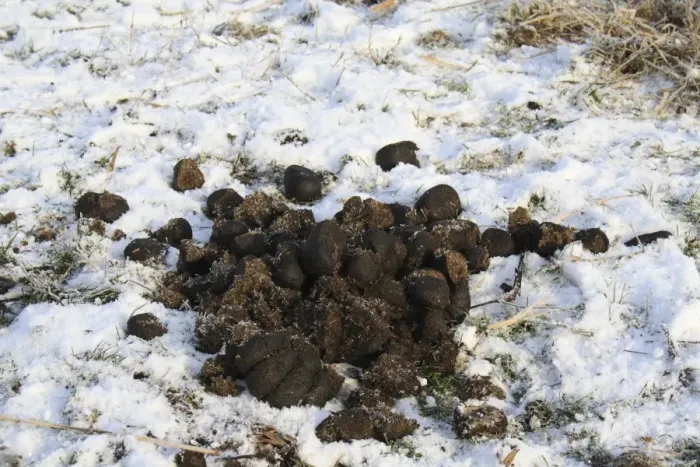 Framed Print : Konik Horse, droppings on snow, in river valley fen, Redgrave and Lopham Fen N. N. R Framed Print : Konik Horse, droppings on snow, in river valley fen, Redgrave and Lopham Fen N. N. R