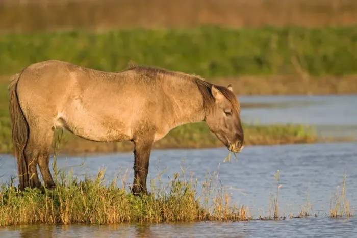 Framed Print : Konik Horse (Equus caballus gemelli) adult, feeding at waters edge in wetland, Minsmere RSPB Reserve, Suffolk, England, november Framed Print : Konik Horse (Equus caballus gemelli) adult, feeding at waters edge in wetland, Minsmere RSPB Reserve, Suffolk, England, november