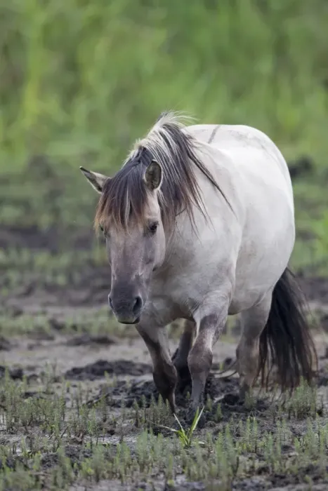 Framed Print : Konik Horse (Equus caballus gemelli) adult, walking in mud amongst mare's-tail on marsh, Minsmere RSPB Reserve, Suffolk, England, july Framed Print : Konik Horse (Equus caballus gemelli) adult, walking in mud amongst mare's-tail on marsh, Minsmere RSPB Reserve, Suffolk, England, july