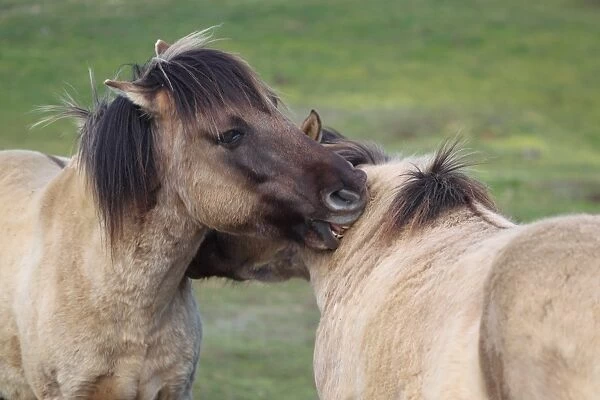 Konik Horse (Equus caballus gemelli) two adults, mutual grooming, close-up of heads, Suffolk, England, april