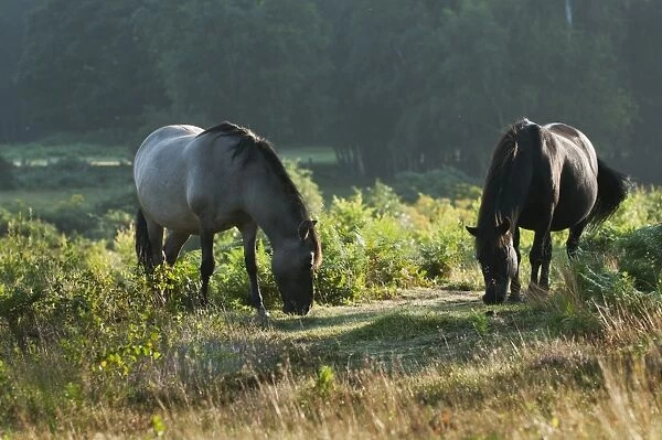 Konik Horse (Equus caballus gemelli) two adults, feeding, used for conservation grazing management on reserve