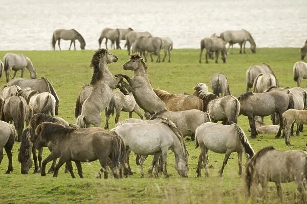 Konik Horse (Equus caballus) stallions, fighting for mares during breeding season, on wetland reserve, Oostvaardersplassen, Netherlands