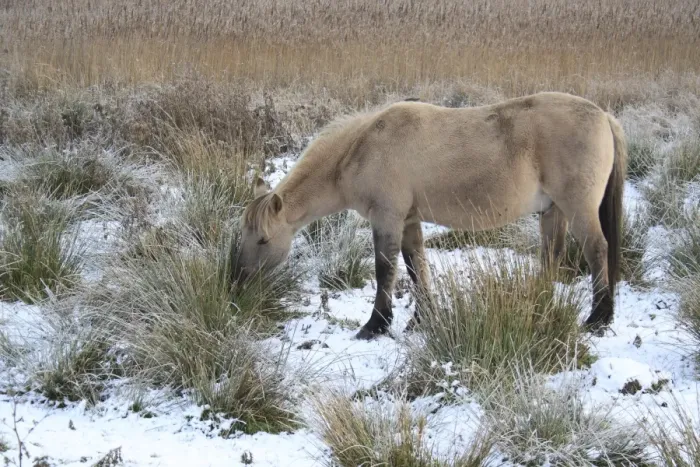 Framed Print : Konik Horse, gelding, grazing on rushes, in snow covered river valley fen, Redgrave and Lopham Fen N. N. R Framed Print : Konik Horse, gelding, grazing on rushes, in snow covered river valley fen, Redgrave and Lopham Fen N. N. R