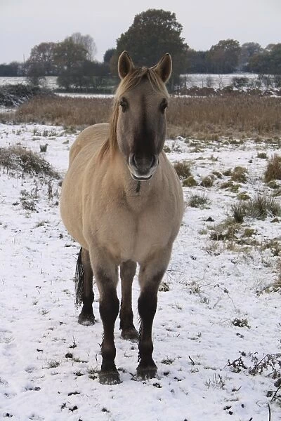Konik Horse, gelding, standing on snow in river valley fen, Redgrave and Lopham Fen N. N. R. Waveney Valley, Suffolk, England, november