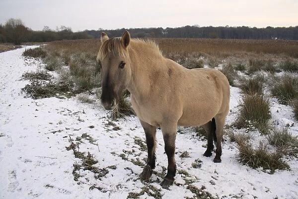 Konik Horse, gelding, standing on snow in river valley fen habitat, Redgrave and Lopham Fen N. N. R