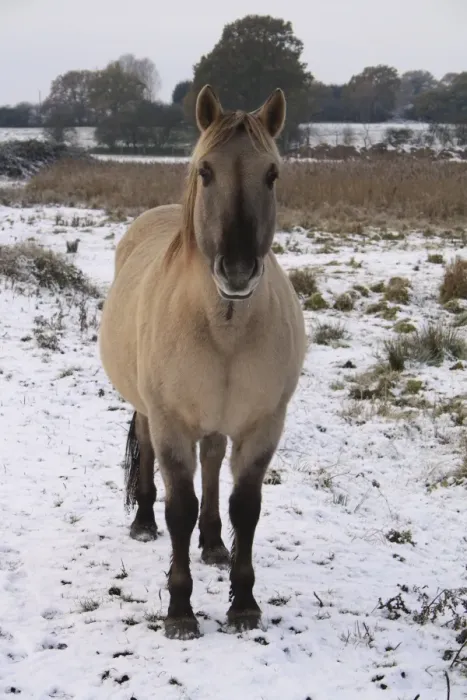 Framed Print : Konik Horse, gelding, standing on snow in river valley fen, Redgrave and Lopham Fen N. N. R. Waveney Valley, Suffolk, England, november Framed Print : Konik Horse, gelding, standing on snow in river valley fen, Redgrave and Lopham Fen N. N. R. Waveney Valley, Suffolk, England, november