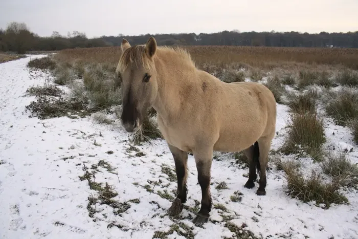 Framed Print : Konik Horse, gelding, standing on snow in river valley fen habitat, Redgrave and Lopham Fen N. N. R Framed Print : Konik Horse, gelding, standing on snow in river valley fen habitat, Redgrave and Lopham Fen N. N. R