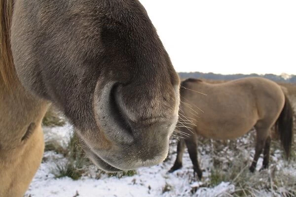 Konik Horse, geldings, close-up of nose, in snow covered river valley fen, Redgrave and Lopham Fen N. N. R