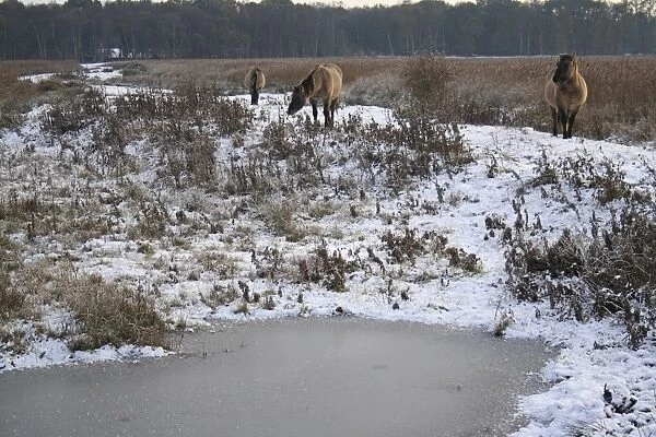 Konik Horse, geldings, standing beside frozen scape in snow covered river valley habitat