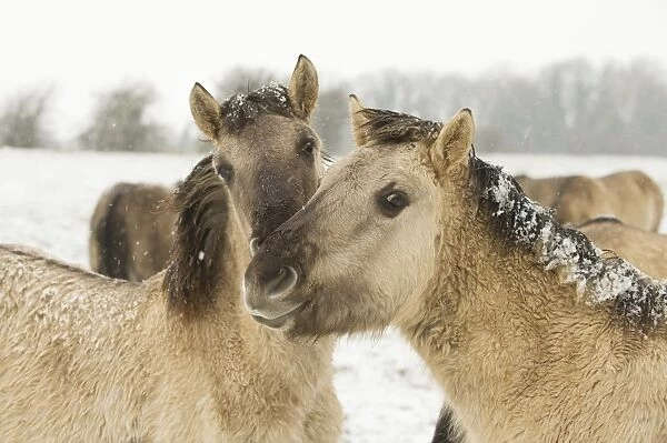 Konik Horse, immatures, close-up of heads, in snow, Ham Fen Nature Reserve, Kent, England, winter