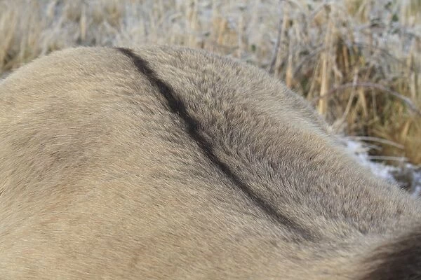 Konik Horse, mare, close-up of dorsal stripe, used as habitat management in river valley fen