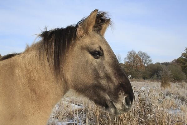 Konik Horse, mare, close-up of head, in snow at edge of fen meadow, used as habitat management in river valley fen