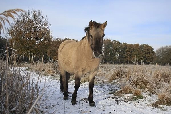Konik Horse, mare, standing in snow at edge of fen meadow, used as habitat management in river valley fen