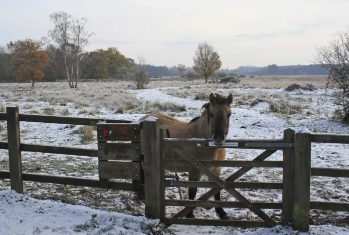 Framed Print : Konik Horse, mare, standing in snow at gate of reserve entrance, used as habitat management in river valley fen Framed Print : Konik Horse, mare, standing in snow at gate of reserve entrance, used as habitat management in river valley fen