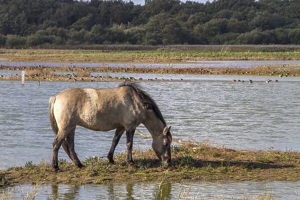 Konik Ponies are used as part of the reserves management program at RSPB Minsmere they help keep vegetation under