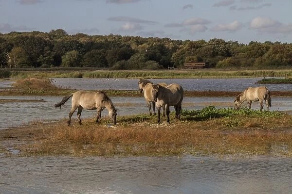 Konik Ponies are used as part of the reserves management program at RSPB Minsmere they help keep vegetation under