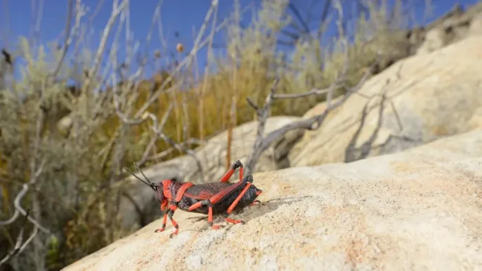 Framed Print : Koppie Foam Grasshopper (Dictyophorus spumans) adult, resting on rock, South Africa, February