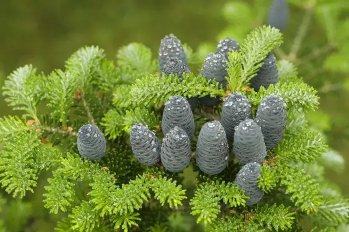 Framed Print : Korean Fir (Abies koreana) close-up of cones and needles Framed Print : Korean Fir (Abies koreana) close-up of cones and needles