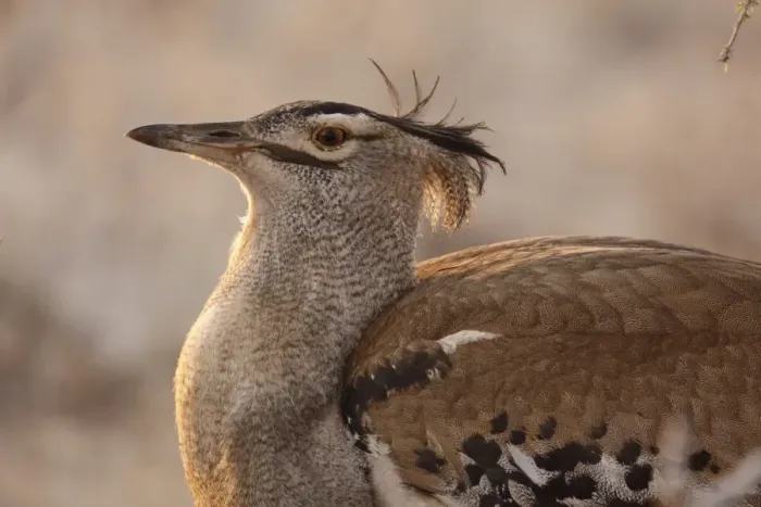 Framed Print : Kori Bustard (Ardeotis kori) adult, close-up of backlit head and body, Kgalagadi Transfrontier Park Framed Print : Kori Bustard (Ardeotis kori) adult, close-up of backlit head and body, Kgalagadi Transfrontier Park