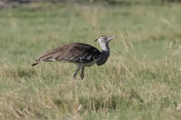 Framed Print : Kori Bustard near Savuti Lodge, Botswana Framed Print : Kori Bustard near Savuti Lodge, Botswana