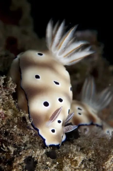 Framed Print : Kunes Chromodoris Seaslug (Chromodoris kunei) adult pair, Lembeh Straits, Sulawesi, Sunda Islands, Indonesia
