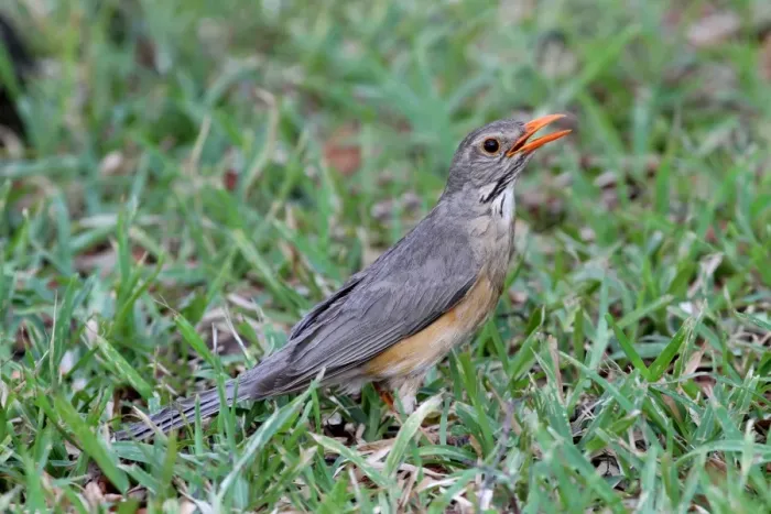 Framed Print : Kurrichane Thrush (Turdus libonyana) adult, with beak open, standing on grass, Chobe N. P. Botswana Framed Print : Kurrichane Thrush (Turdus libonyana) adult, with beak open, standing on grass, Chobe N. P. Botswana