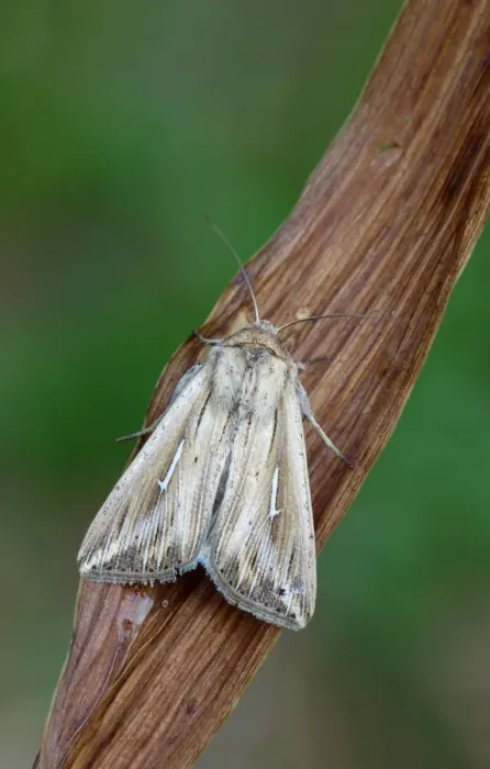 Framed Print : L-album Wainscot (Mythimna l-album) adult, resting on vegetation, Cannobina Valley, Italian Alps, Piedmont Framed Print : L-album Wainscot (Mythimna l-album) adult, resting on vegetation, Cannobina Valley, Italian Alps, Piedmont