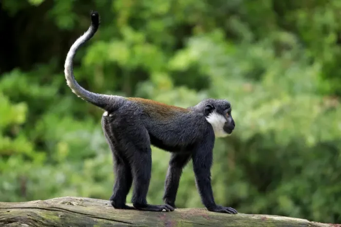 Framed Print : L Hoests Monkey (Cercopithecus lhoesti) adult, standing on branch (captive)